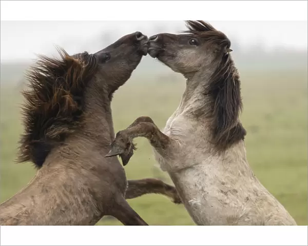 Wild-living Konik horses, (Equus caballus), fighting, Oostvaardersplassen Nature Reserve