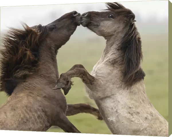 Wild-living Konik horses, (Equus caballus), fighting, Oostvaardersplassen Nature Reserve