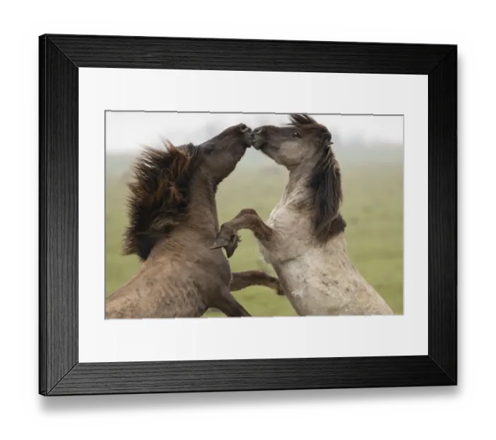 Framed Print : Wild-living Konik horses, (Equus caballus), fighting, Oostvaardersplassen Nature Reserve Framed Print : Wild-living Konik horses, (Equus caballus), fighting, Oostvaardersplassen Nature Reserve
