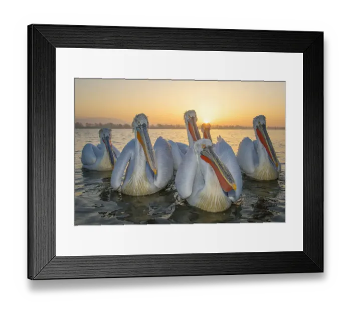 Framed Print : RF - Dalmatian pelicans (Pelecanus crispus) Lake Kerkini, Greece, March Framed Print : RF - Dalmatian pelicans (Pelecanus crispus) Lake Kerkini, Greece, March