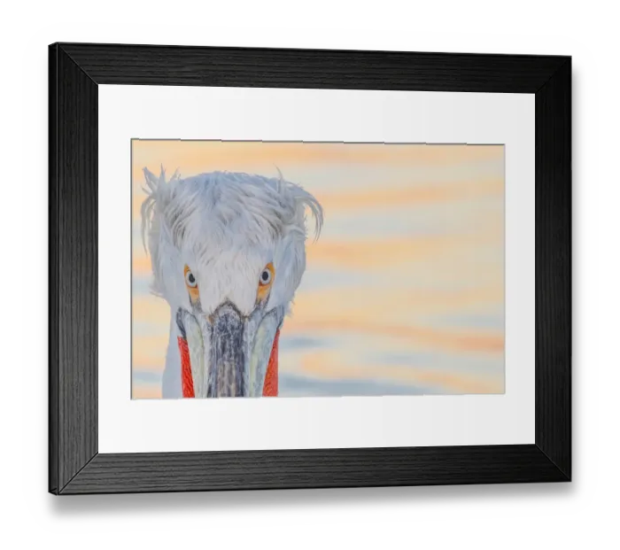 Framed Print : Dalmatian pelican (Pelecanus crispus) portrait, Lake Kerkini, Greece, February Framed Print : Dalmatian pelican (Pelecanus crispus) portrait, Lake Kerkini, Greece, February