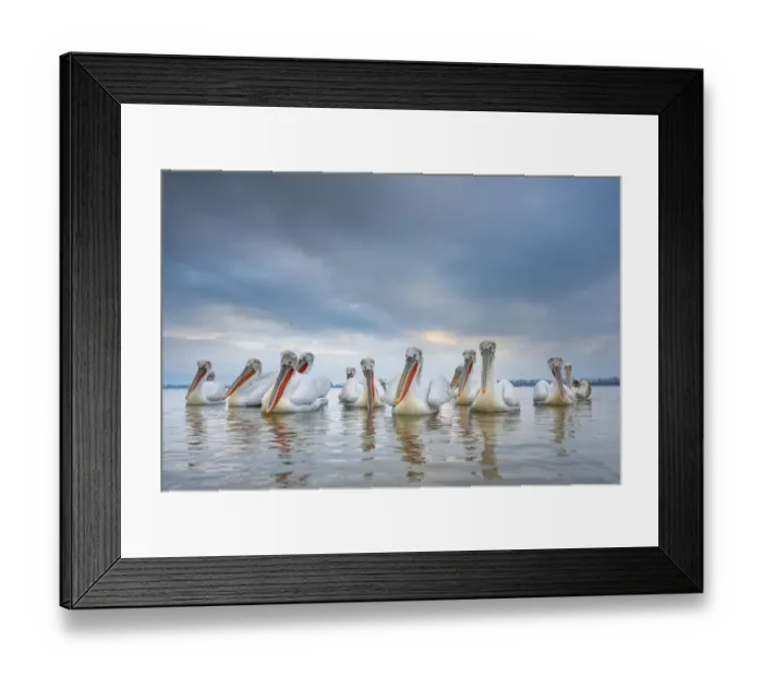 Framed Print : RF - Dalmatian pelicans (Pelecanus crispus) Lake Kerkini, Greece, March Framed Print : RF - Dalmatian pelicans (Pelecanus crispus) Lake Kerkini, Greece, March