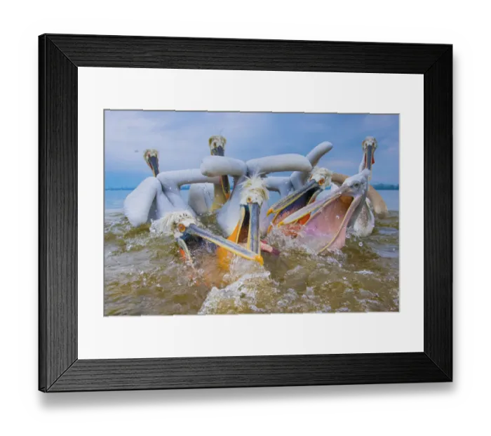 Framed Print : Dalmatian pelicans (Pelecanus crispus) squabbling over fish, Lake Kerkini, Greece. March Framed Print : Dalmatian pelicans (Pelecanus crispus) squabbling over fish, Lake Kerkini, Greece. March