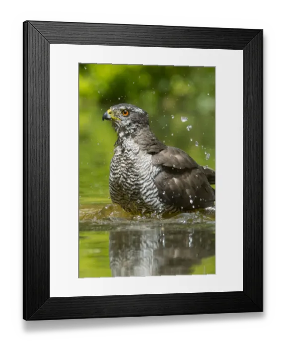 Framed Print : Northern goshawk (Accipiter gentilis) bathing, The Netherlands Framed Print : Northern goshawk (Accipiter gentilis) bathing, The Netherlands