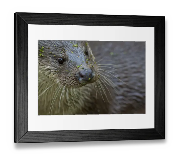 Framed Print : European otter (Lutra lutra) portrait, captive, Germany Framed Print : European otter (Lutra lutra) portrait, captive, Germany