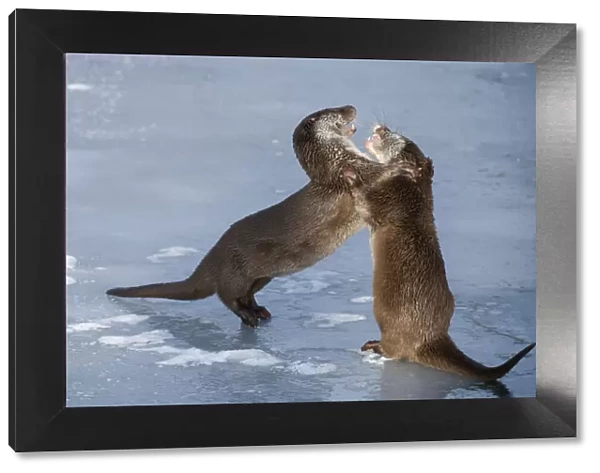 European otters (Lutra lutra) play fighting in the snow. Captive, Germany