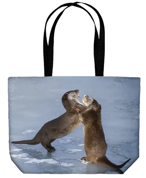 European otters (Lutra lutra) play fighting in the snow. Captive, Germany