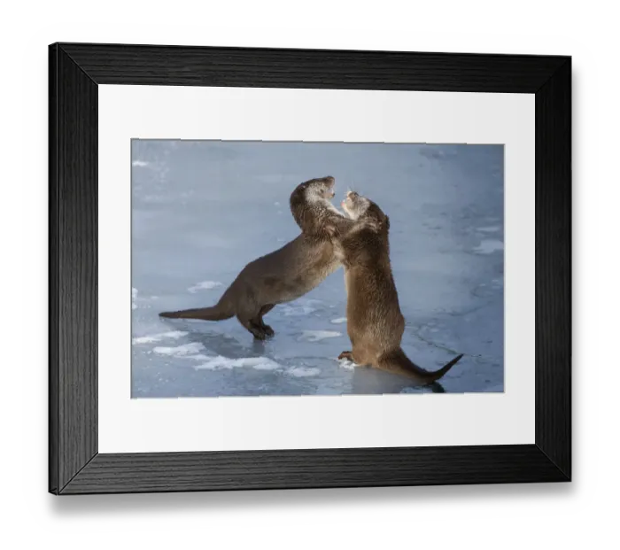 Framed Print : European otters (Lutra lutra) play fighting in the snow. Captive, Germany Framed Print : European otters (Lutra lutra) play fighting in the snow. Captive, Germany