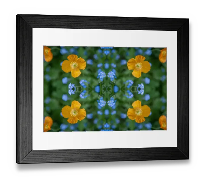 Framed Print : Red campion (Silene dioica) and Forget-me-nots (Myosotis sylvatica) Framed Print : Red campion (Silene dioica) and Forget-me-nots (Myosotis sylvatica)