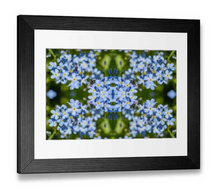 Framed Print : For get me nots (Myosotis sylvatica). Kaleidoscopic montage Framed Print : For get me nots (Myosotis sylvatica). Kaleidoscopic montage