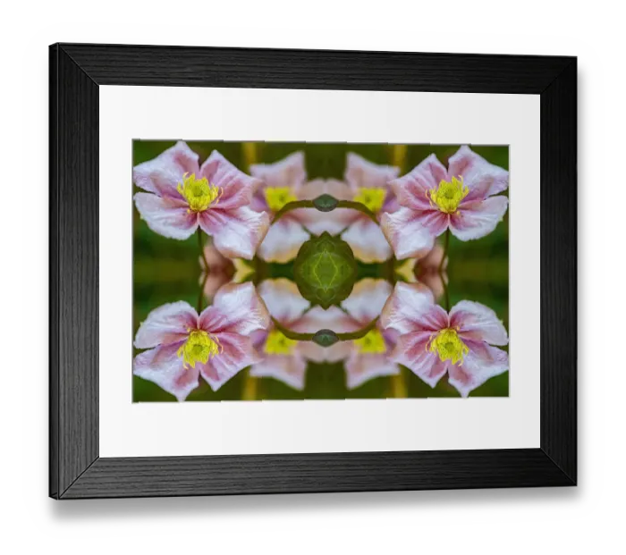 Framed Print : Anemone clematis (Clematis montana). Kaleidoscopic montage Framed Print : Anemone clematis (Clematis montana). Kaleidoscopic montage
