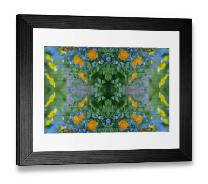 Framed Print : Welsh poppies (Papaver cambricum) and Forget-me-nots (Myosotis sylvatica) Framed Print : Welsh poppies (Papaver cambricum) and Forget-me-nots (Myosotis sylvatica)
