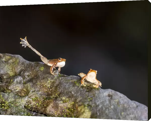 Kottigehar dancing frog (Micrixalus kottigeharensis), male waving foot and calling