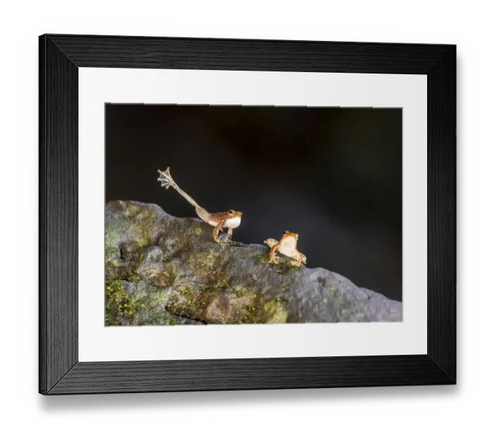 Framed Print : Kottigehar dancing frog (Micrixalus kottigeharensis), male waving foot and calling Framed Print : Kottigehar dancing frog (Micrixalus kottigeharensis), male waving foot and calling