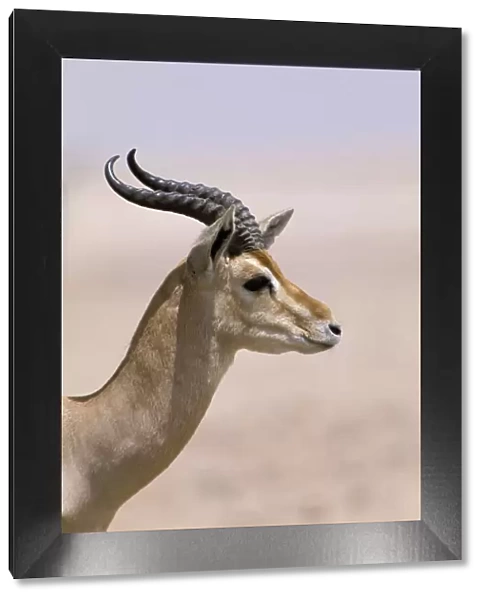 Arabian gazelle (Gazella gazella), Jaluni, Oman, May