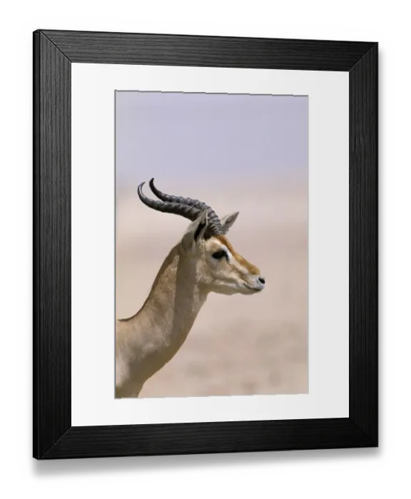 Framed Print : Arabian gazelle (Gazella gazella), Jaluni, Oman, May Framed Print : Arabian gazelle (Gazella gazella), Jaluni, Oman, May