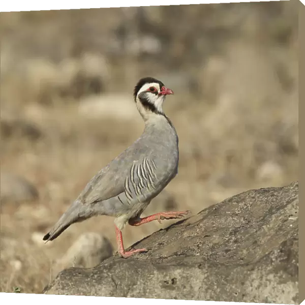 Arabian partridge (Alectoris melanocephala) Al Mughsayl, Oman, November