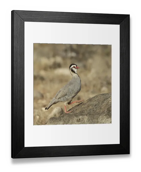 Framed Print : Arabian partridge (Alectoris melanocephala) Al Mughsayl, Oman, November Framed Print : Arabian partridge (Alectoris melanocephala) Al Mughsayl, Oman, November
