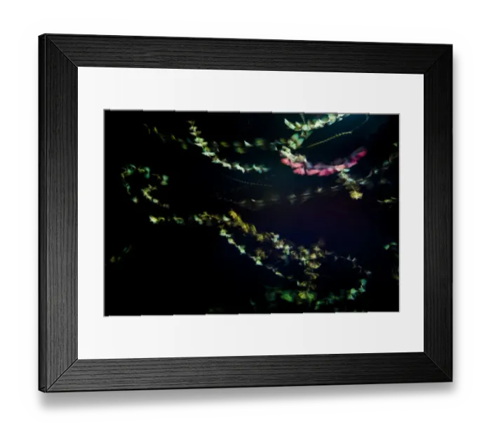Framed Print : Moths (Lepidoptera) with flight trails, attracted to light during insect trapping Framed Print : Moths (Lepidoptera) with flight trails, attracted to light during insect trapping