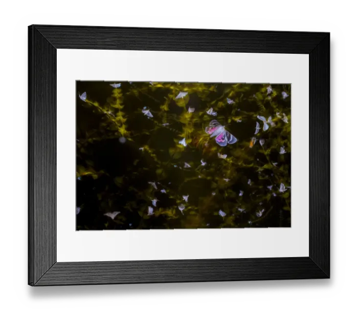 Framed Print : Moths (Lepidoptera) swarming with flight trails, attracted by light during insect Framed Print : Moths (Lepidoptera) swarming with flight trails, attracted by light during insect