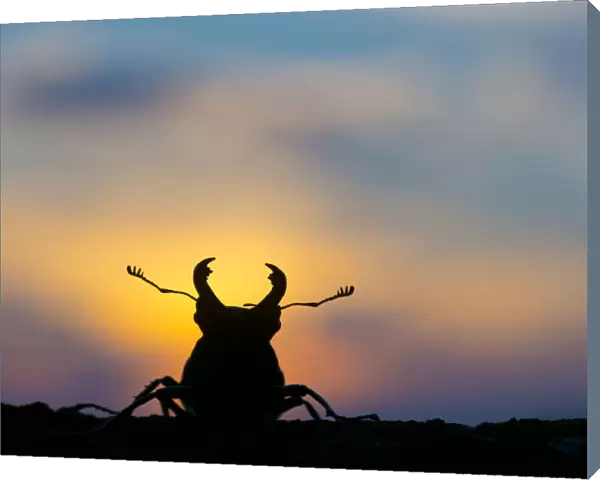 Stag beetle (Lucanus cervus) silhouetted at sunset. The Netherlands. August