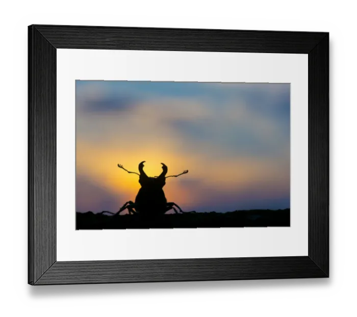 Framed Print : Stag beetle (Lucanus cervus) silhouetted at sunset. The Netherlands. August Framed Print : Stag beetle (Lucanus cervus) silhouetted at sunset. The Netherlands. August