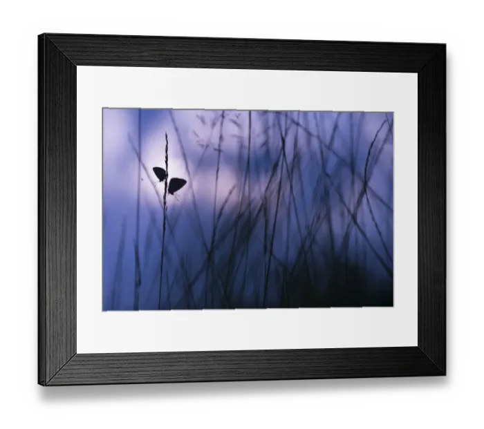 Framed Print : Silver-studded blue butterfly (Plebejus argus), two resting amongst grasses, in morning Framed Print : Silver-studded blue butterfly (Plebejus argus), two resting amongst grasses, in morning