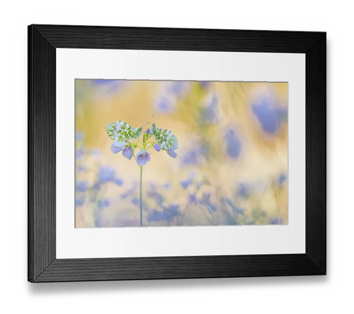 Framed Print : Orange tip butterfly (Anthocharis cardamines) two females on Cuckooflower (Cardamine pratensis). The Netherlands. March Framed Print : Orange tip butterfly (Anthocharis cardamines) two females on Cuckooflower (Cardamine pratensis). The Netherlands. March