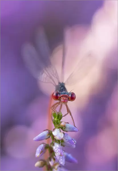 Small red damselfly (Ceriagrion tenellum) resting on Heather flower. The Netherlands