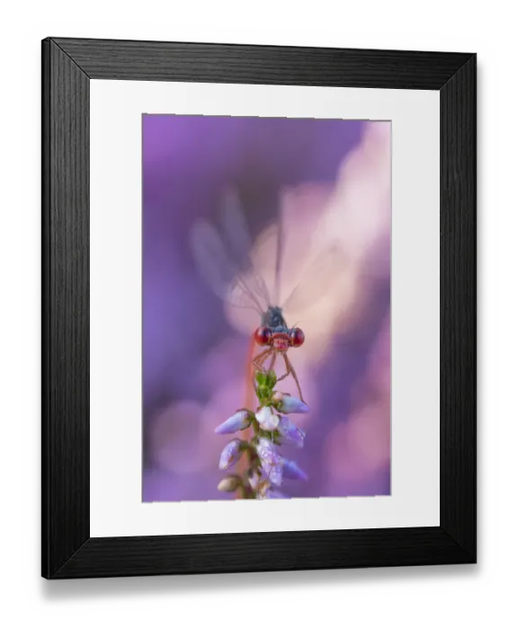 Framed Print : Small red damselfly (Ceriagrion tenellum) resting on Heather flower. The Netherlands Framed Print : Small red damselfly (Ceriagrion tenellum) resting on Heather flower. The Netherlands