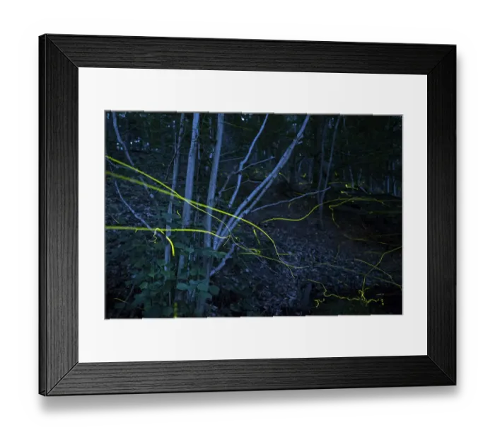 Framed Print : Firefly (Lamprohiza splendidula) light trails in woodland at night, multiple exposure Framed Print : Firefly (Lamprohiza splendidula) light trails in woodland at night, multiple exposure