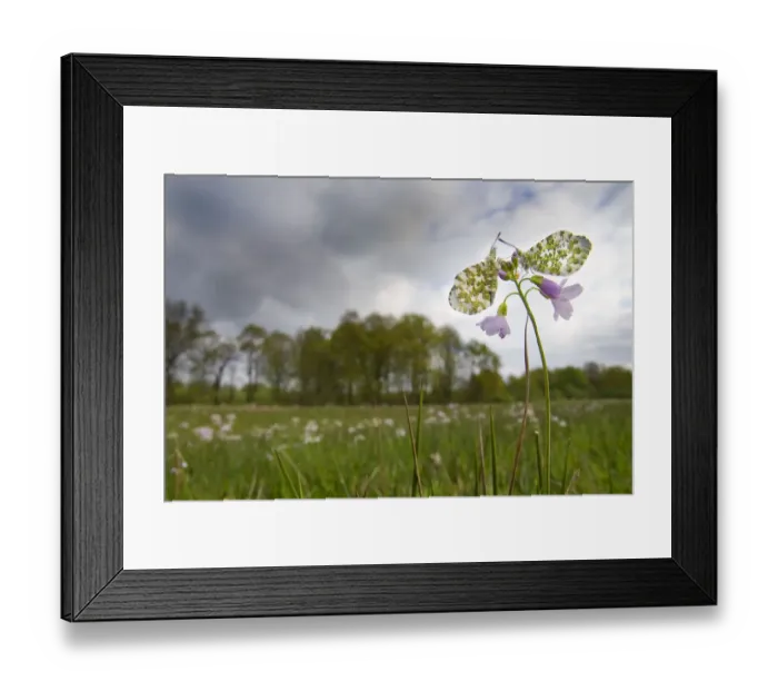 Framed Print : Orange tip butterfly (Anthocharis cardamines), two females on Cuckooflower Framed Print : Orange tip butterfly (Anthocharis cardamines), two females on Cuckooflower