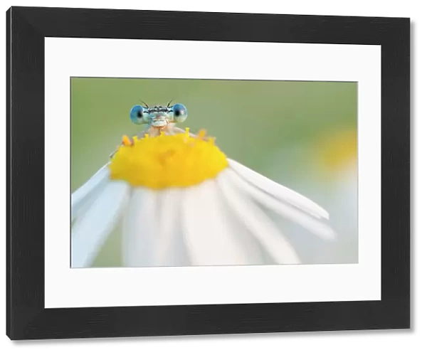RF - White-legged damselfly (Platycnemis pennipes) peering over Oxeye daisy (Leucanthemum vulgare) flower. The Netherlands. August. (This image may be licensed either as rights managed or royalty free.)