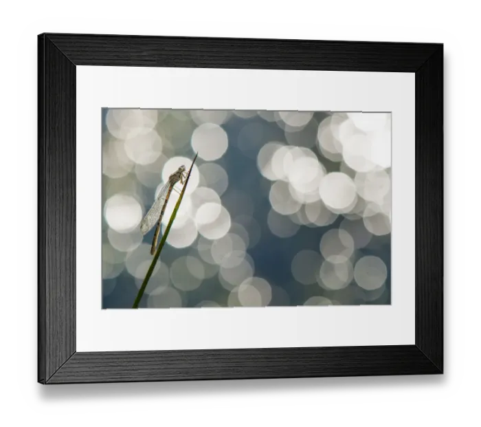 Framed Print : RF - Small emerald damselfly (Lestes virens) resting on stem. The Netherlands. May Framed Print : RF - Small emerald damselfly (Lestes virens) resting on stem. The Netherlands. May