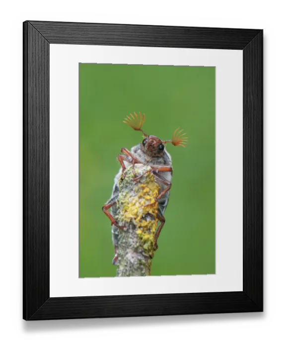 Framed Print : Cockchafer beetle (Melolontha melolontha) on lichen encrusted twig. France. May Framed Print : Cockchafer beetle (Melolontha melolontha) on lichen encrusted twig. France. May