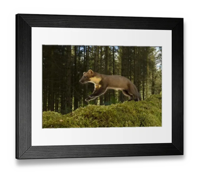 Framed Print : Pine marten (Martes martes) running, Trossachs National Park, Scotland, UK. September Framed Print : Pine marten (Martes martes) running, Trossachs National Park, Scotland, UK. September