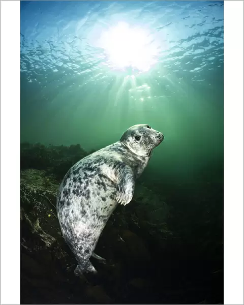 Young female Grey seal (Halichoerus grypus) beneath sunburst