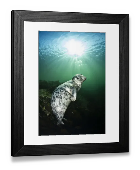 Framed Print : Young female Grey seal (Halichoerus grypus) beneath sunburst Framed Print : Young female Grey seal (Halichoerus grypus) beneath sunburst
