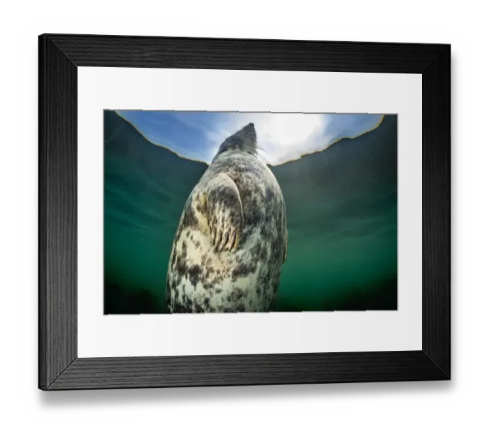 Framed Print : A large female Grey seal (Halichoerus grypus) probably heavily pregnant Framed Print : A large female Grey seal (Halichoerus grypus) probably heavily pregnant