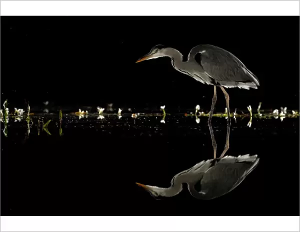 Grey heron (Ardea cinerea) wading at night, reflected in water