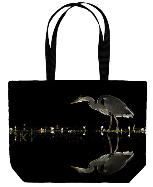 Grey heron (Ardea cinerea) wading at night, reflected in water