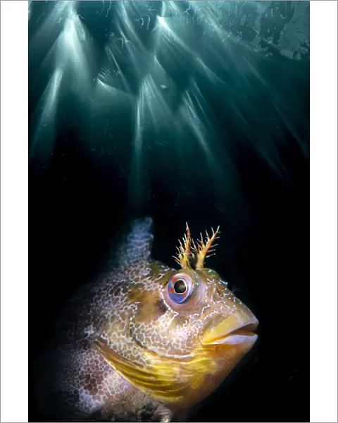 Double exposure of a Tompot blenny (Parablennius gattorugine) with underwater sun beams
