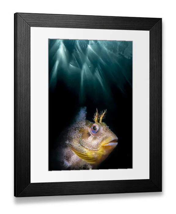 Framed Print : Double exposure of a Tompot blenny (Parablennius gattorugine) with underwater sun beams Framed Print : Double exposure of a Tompot blenny (Parablennius gattorugine) with underwater sun beams