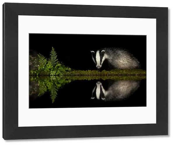 European badger (Meles meles) and reflection woodland pond at night. Scotland, UK
