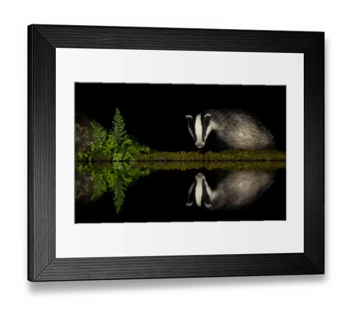 Framed Print : European badger (Meles meles) and reflection woodland pond at night. Scotland, UK