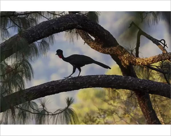 Crested guan (Penelope purpurascens), Finca Arroyo Negro, El Triunfo Biosphere Reserve