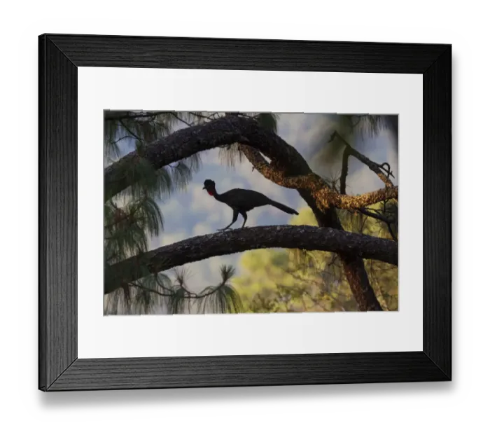 Framed Print : Crested guan (Penelope purpurascens), Finca Arroyo Negro, El Triunfo Biosphere Reserve Framed Print : Crested guan (Penelope purpurascens), Finca Arroyo Negro, El Triunfo Biosphere Reserve