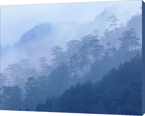 Landscape of coniferous trees in dusk mist, Finca Nueva Linda, El Triunfo Biosphere Reserve, Chiapas, southern Mexico, April