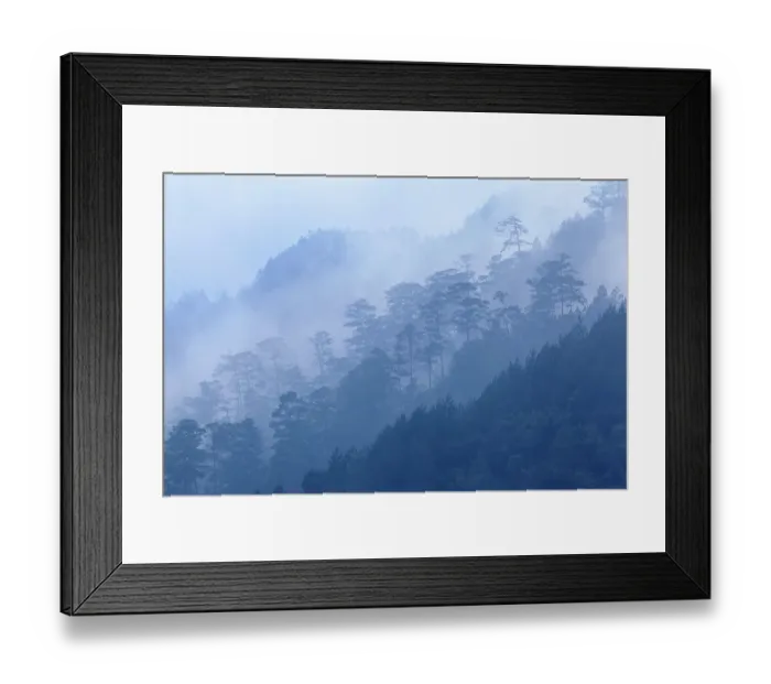 Framed Print : Landscape of coniferous trees in dusk mist, Finca Nueva Linda, El Triunfo Biosphere Reserve, Chiapas, southern Mexico, April Framed Print : Landscape of coniferous trees in dusk mist, Finca Nueva Linda, El Triunfo Biosphere Reserve, Chiapas, southern Mexico, April