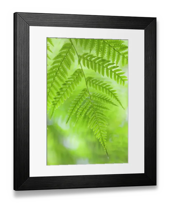 Framed Print : Tree Fern (Cyathea sp.) detail, El Triunfo Biosphere Reserve, Chiapas, southern Mexico, May Framed Print : Tree Fern (Cyathea sp.) detail, El Triunfo Biosphere Reserve, Chiapas, southern Mexico, May